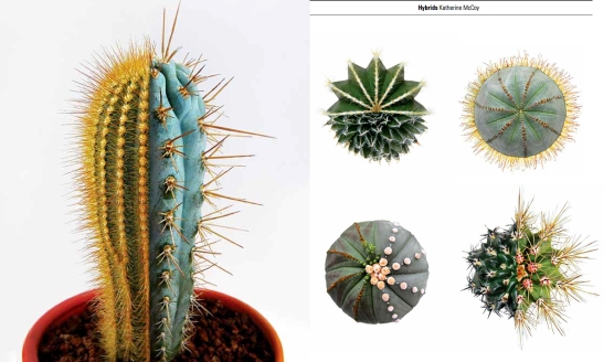 Cactus_hybrids